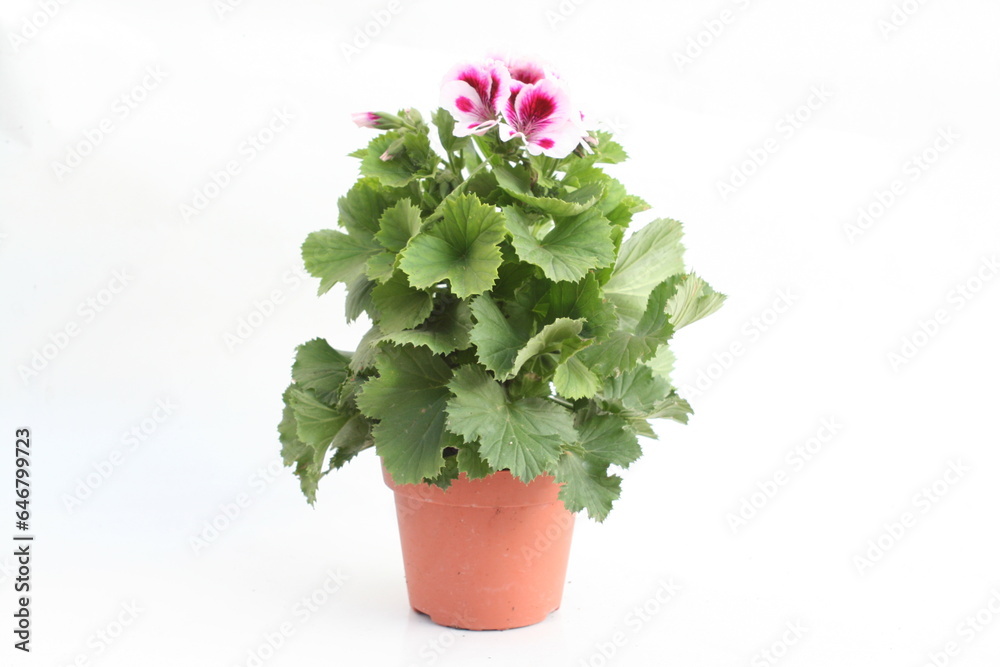 A potted plant with delicate pink flowers stands out against a pure white backdrop, radiating elegance and tranquility.