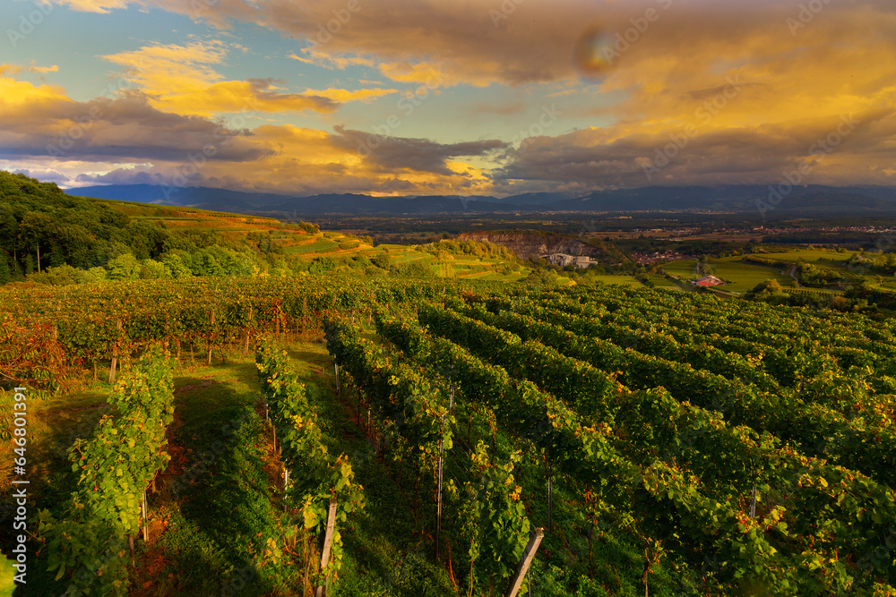 Weinberge Reben Kaiserstuhl