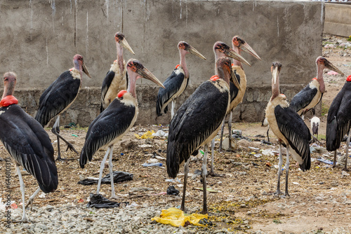 Marabou storks (Leptoptilos crumenifer) in Hawassa city near Awassa lake, Ethiopia photo