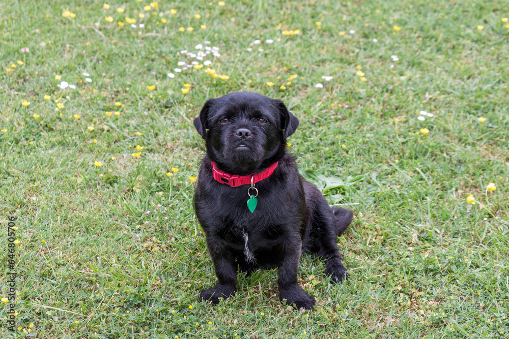 Cute small dogs petit brabancon puppy on a green grass. The Little Brabant or  petit brabançon is a small companion dog.