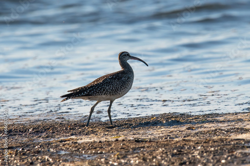 Numenius phaeopus walking on a sandy beach