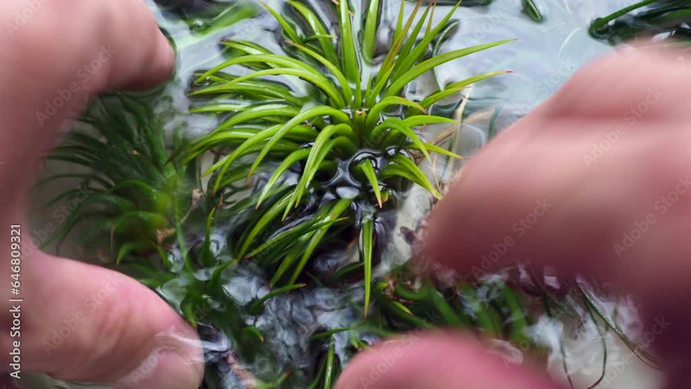 Air plant care, plant watering by soaking in a bowl of water and