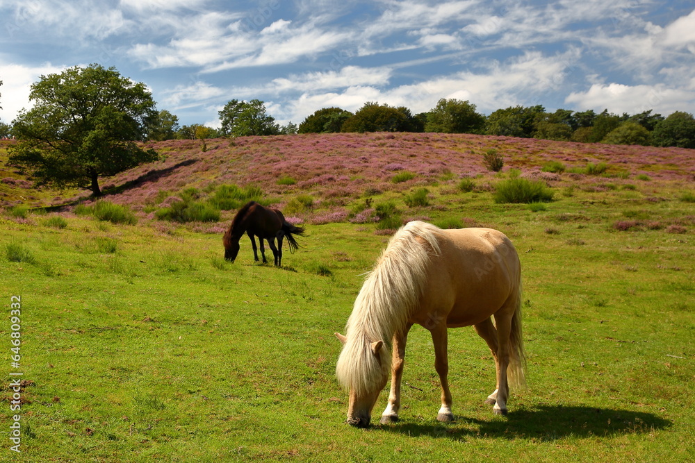 Colorful scenery with horses and flowering heather in August on the hills of the Posbank  in National Park Veluwezoom, Rheden, Gelderland, Netherlands