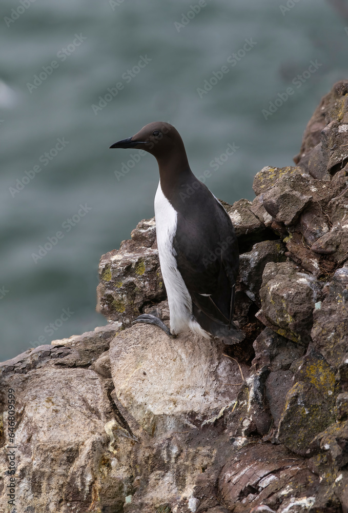 Closeup of Guillemot (Uria aalge) Wildlife animal Closeup of Guillemot (Uria aalge) Wildlife animal