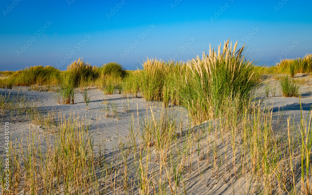Sand dunes panorama “Kalfamer“ on Juist island in National Park, natural reserve and world heritage “Wattenmeer“ North Sea Germany. Dunes and grass on a blue sky summer evening in coastal scenery. Sand dunes panorama “Kalfamer“ on Juist island in National Park, natural reserve and world heritage “Wattenmeer“ North Sea Germany. Dunes and grass on a blue sky summer evening in coastal scenery.