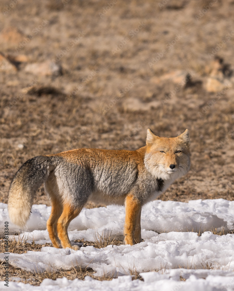Obraz premium Tibetan sand fox from North Sikkim
