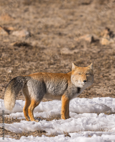 Tibetan sand fox from North Sikkim