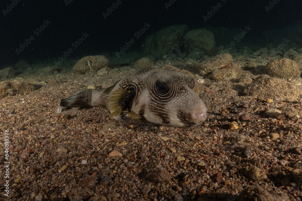 Obraz premium Fish swimming in the Red Sea, colorful fish, Eilat Israel 
