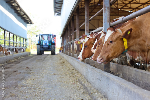 Dairy farm - feeding cows in cowshed, tractor and feed mixer moving in the middle of the barn