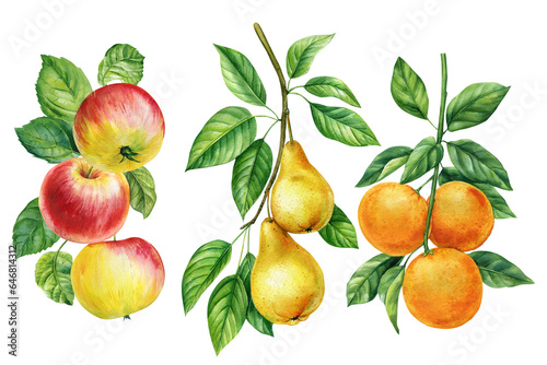 Fruits set on isolated white background, watercolor botanical painting. Orange, apple and pear branch