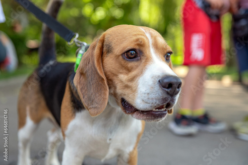 Beagle dog in the park. Tired beagle dog outdoor.