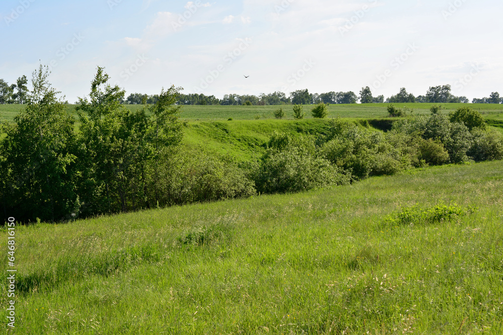 rolling landscape with green grass and trees and horizon line copy space  