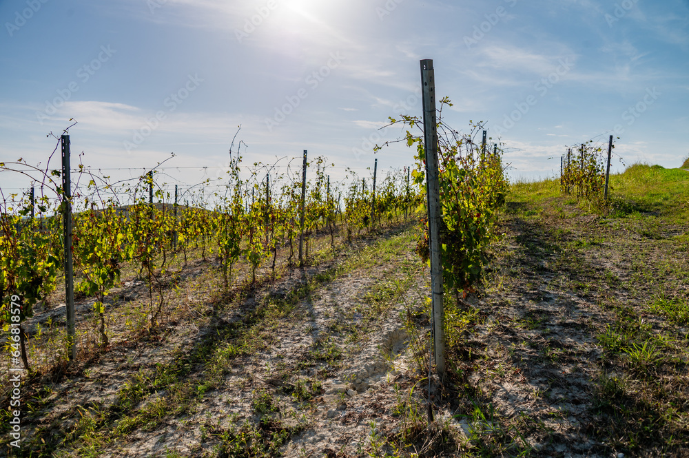 vineyard in Italy