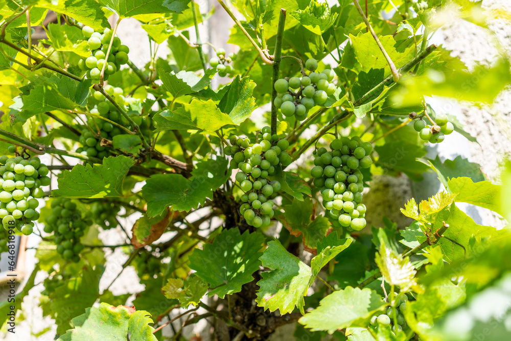 Abundant Harvest: Ripe, Organic Grapes in a Vineyard