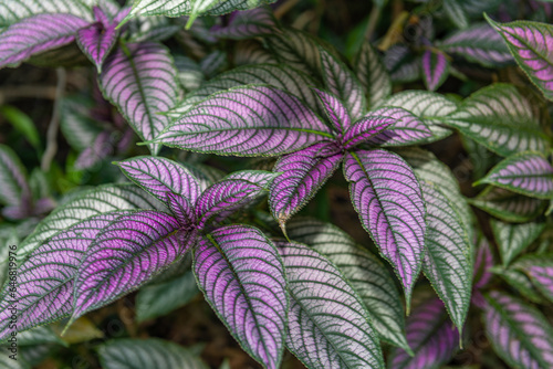 Persian Shield plant photo