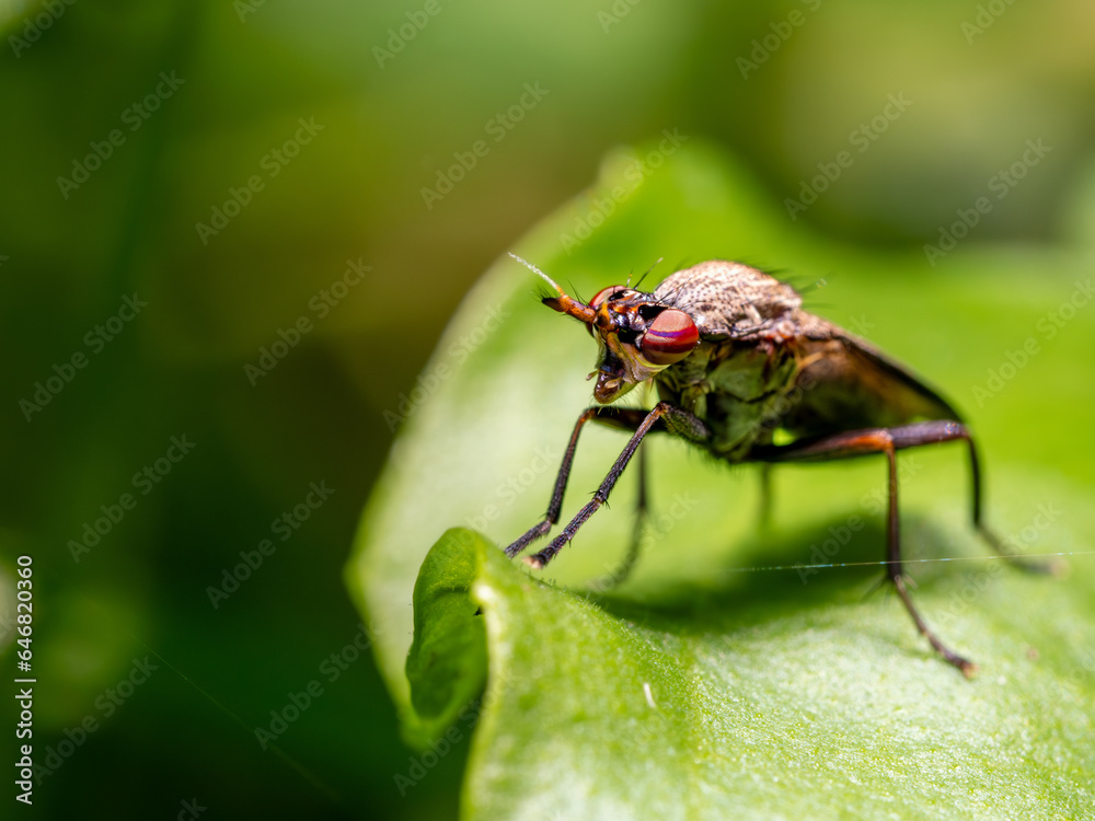 Naklejka premium Käfer