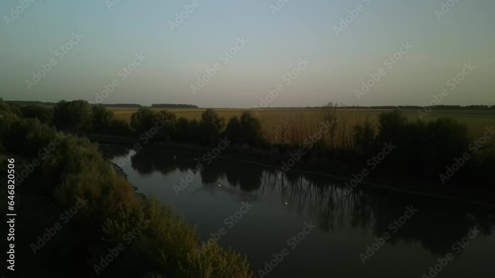 Swans on the lake at sunset. Sunset on the lake in the fields Swans on the lake at sunset. Sunset on the lake in the fields