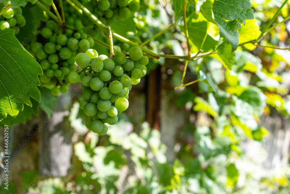 Abundant Harvest: Ripe, Organic Grapes in a Vineyard