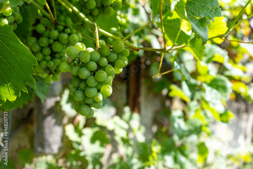 Wallpaper Mural Abundant Harvest: Ripe, Organic Grapes in a Vineyard Torontodigital.ca