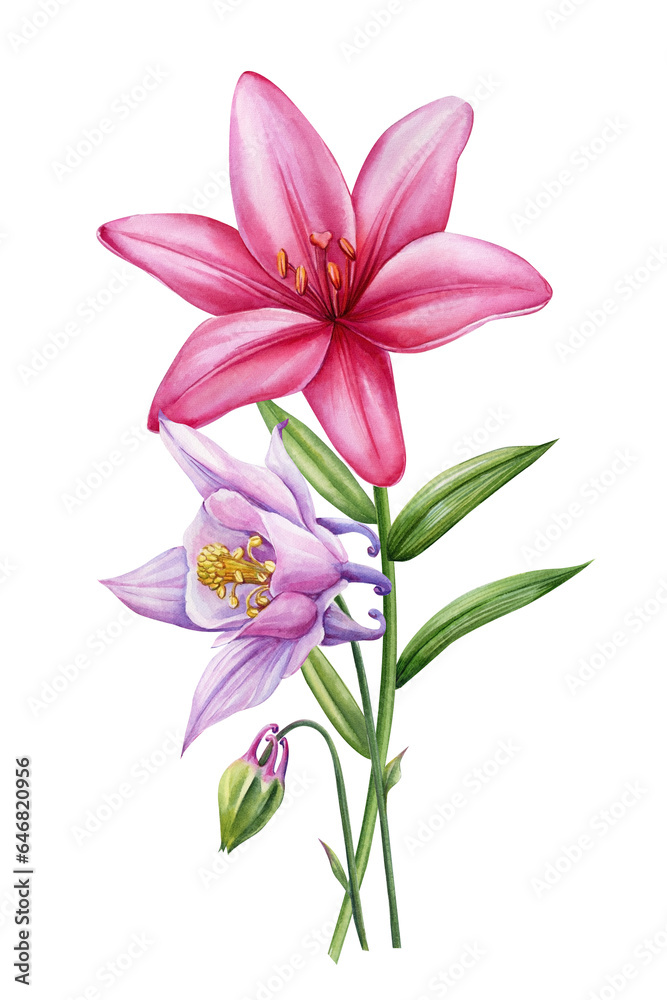 Lily watercolor. Beautiful bouquets of flowers on isolated white background, watercolor botanical painting
