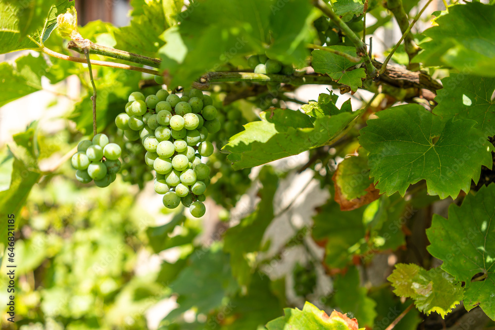 Abundant Harvest: Ripe, Organic Grapes in a Vineyard Abundant Harvest: Ripe, Organic Grapes in a Vineyard