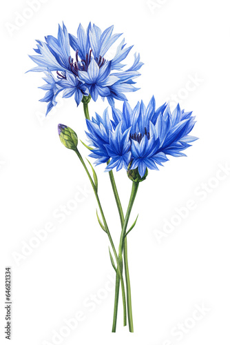 Blue wildflower. Beautiful bouquet of cornflower flowers on isolated white background, watercolor botanical painting