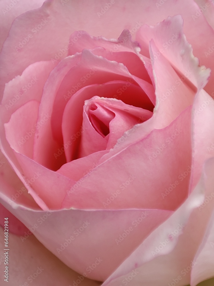 Pink rose bud closeup Pink rose bud closeup