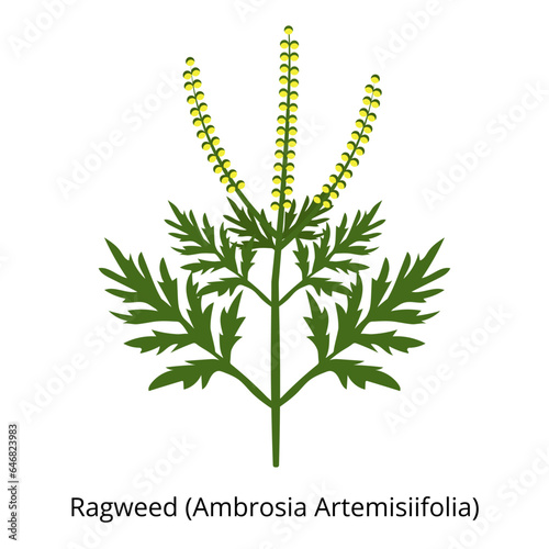 Ragweed Ambrosia Artemisiifolia. Plant allergen. Seasonal allergy to flowering.