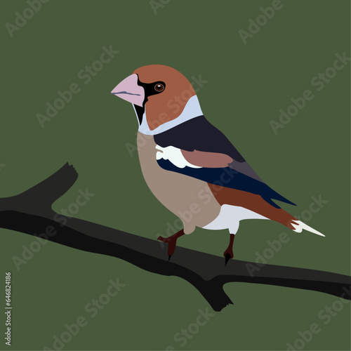 Vector illustration of wild bird Hawfinch (Coccothraustes) sitting on the branch.
