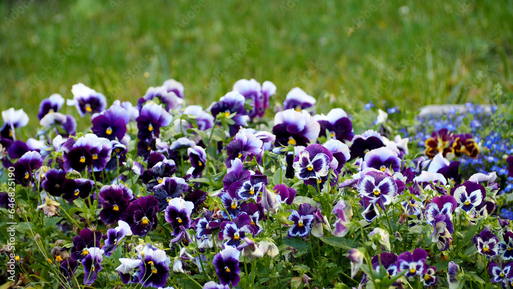 many purple and white violet flowers grow on a green background in the garden. nature many purple and white violet flowers grow on a green background in the garden. nature