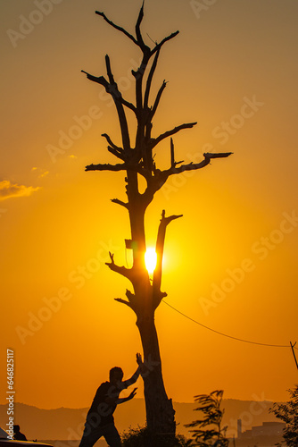 beautiful yellow sky at sunset. silhouette of a man with dead tree in yellow sky. .Majestic sunset landscape Amazing light of nature above the ocean. .dead tree still standing in beautiful day.