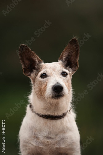 Jack Russell Terrier © Alina