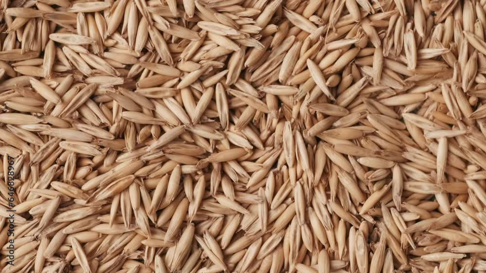 Closeup shot of small hole being blown inside the many wheat grains on the green background. Chroma Key. Closeup shot of small hole being blown inside the many wheat grains on the green background. Chroma Key.