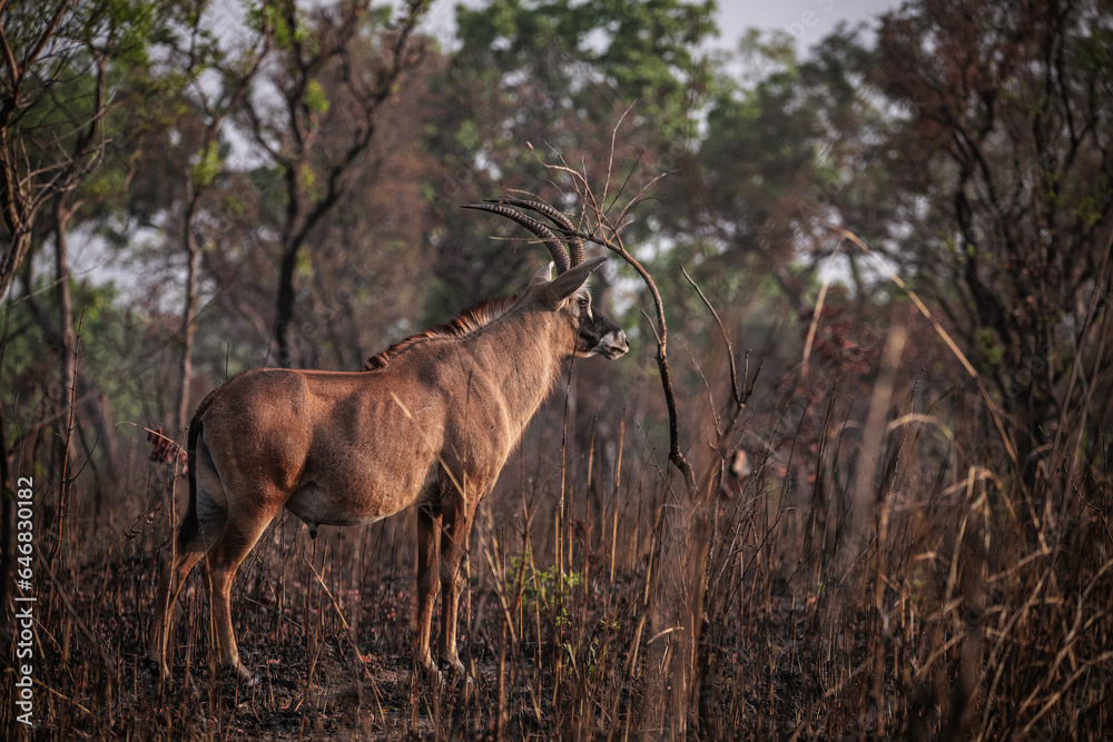 Fototapeta premium roan antelope in the savannah