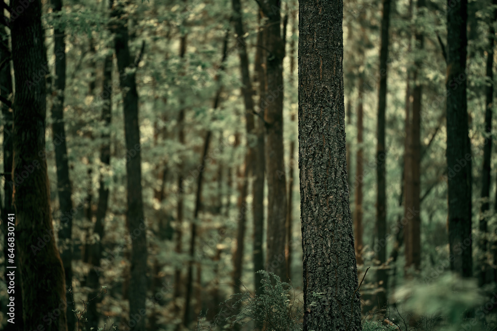 Country Road Bathed in Sunlight among green forest trees. Gravel road in the woods on a sunny day. Concept of summer vacation in nature. Country Road Bathed in Sunlight among green forest trees. Gravel road in the woods on a sunny day. Concept of summer vacation in nature.