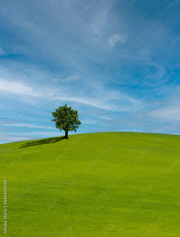 Obraz premium Lonely tree on lush green grass in front of blue sky on a hill in Tuscany countryside, Italy