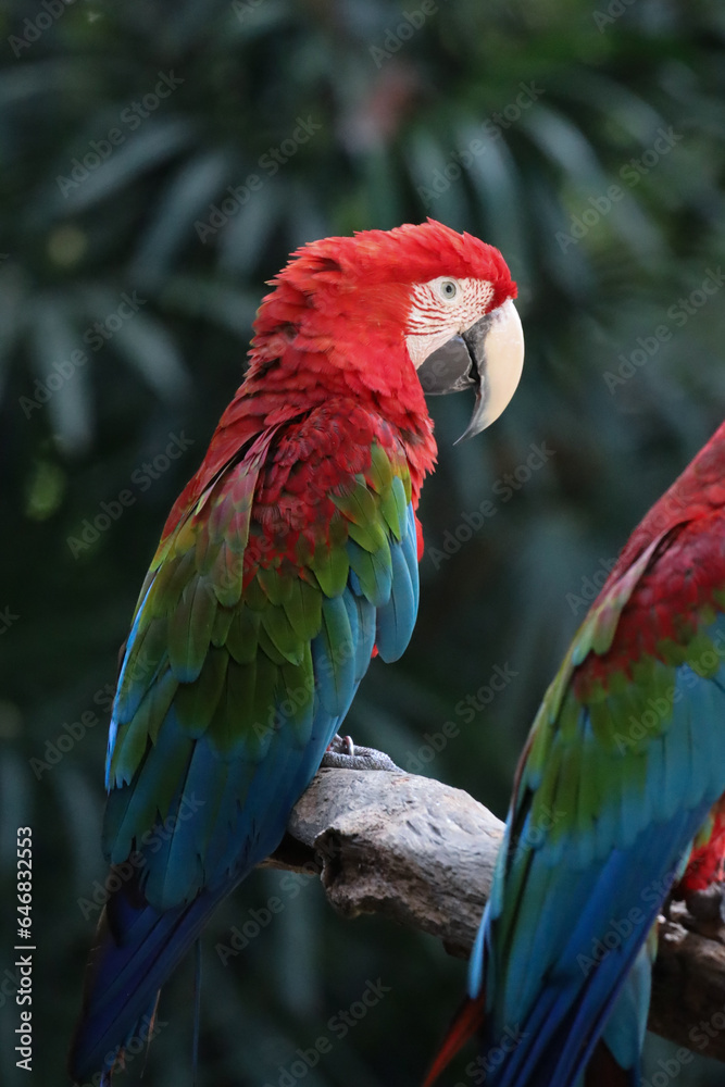 Close up haed the red macaw parrot bird in forest