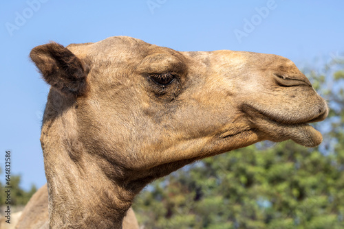 Close-up of camel face in profile