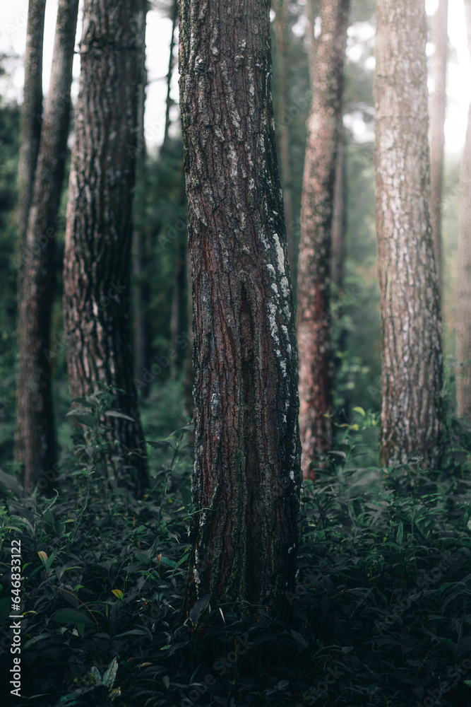 Fototapeta premium Tranquil forest with lush green foliage, tall coniferous trees, and peaceful surroundings.