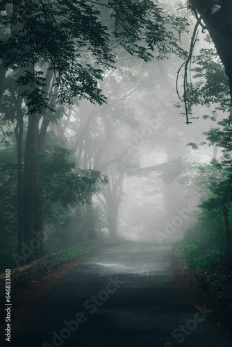 Misty forest road, sunlight highlights green foliage and dew-covered leaves.
