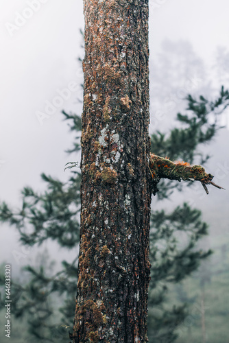 Animal wildlife in a forest: winter day, no people, abundant flora and fauna.