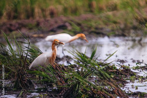 Graceful bird takes flight over lush wetland and glistening lake.