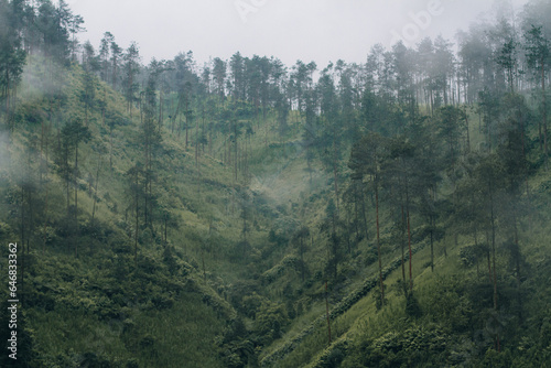 Tranquil forest landscape with fog, green foliage, and towering pine trees.