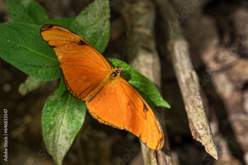 Julia butterfly - Dryas iulia, beautiful orange brushfoot butterfly from Latin America woodlands and forests, Panama. photo