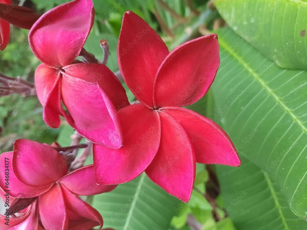 Naklejka premium Red frangipani flowers bloom in bushes