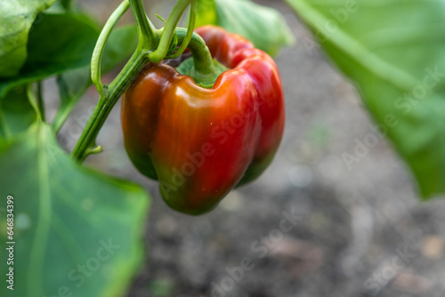 Rote Peperoni am Strauch im Gem  segarten oder auf der Farm - Bio Gem  se