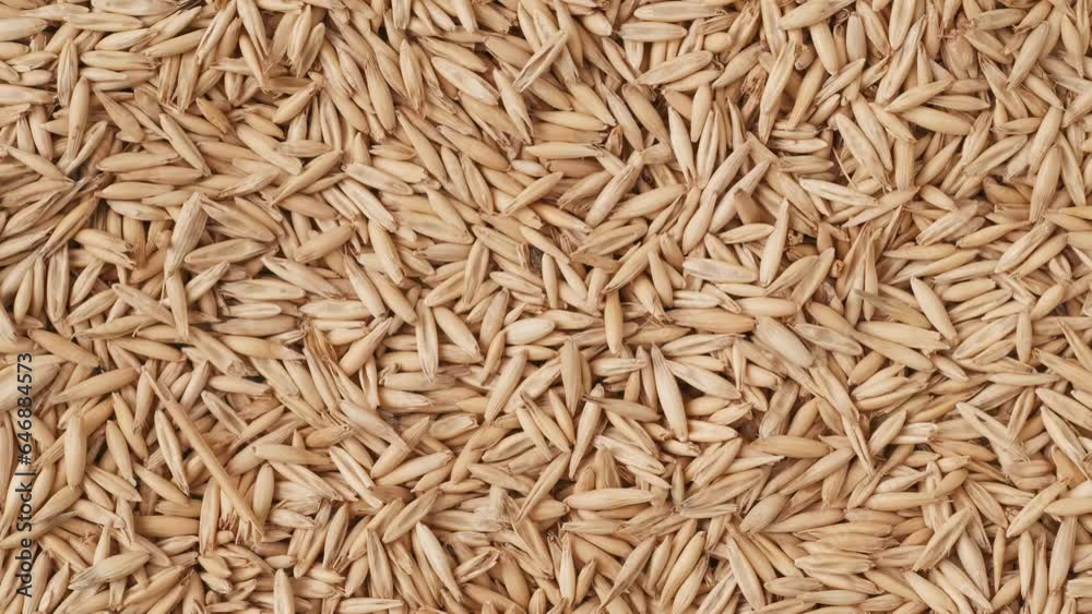 Closeup shot of background with many dried wheat grains, few ears of wheat falling down from above on the seeds. Closeup shot of background with many dried wheat grains, few ears of wheat falling down from above on the seeds.