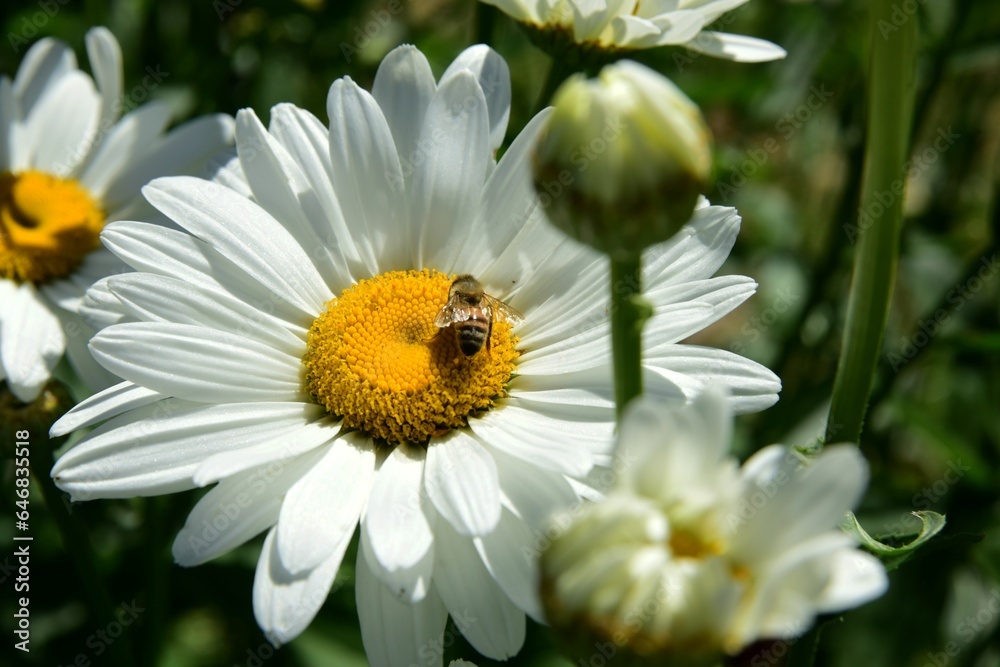 Flowering of daisies. Oxeye daisy, White daisy on green field in garden