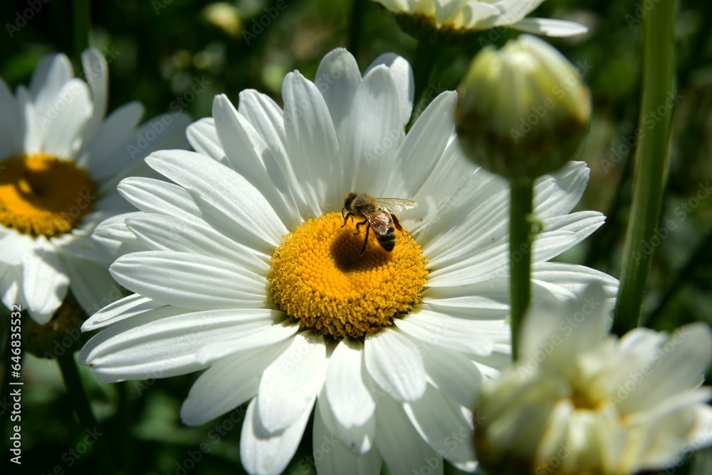 Flowering of daisies. Oxeye daisy, White daisy on green field in garden Flowering of daisies. Oxeye daisy, White daisy on green field in garden