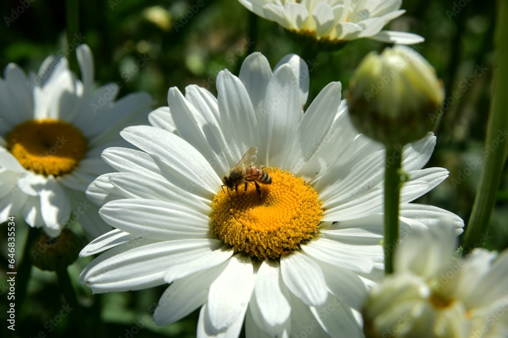 Flowering of daisies. Oxeye daisy, White daisy on green field in garden Flowering of daisies. Oxeye daisy, White daisy on green field in garden